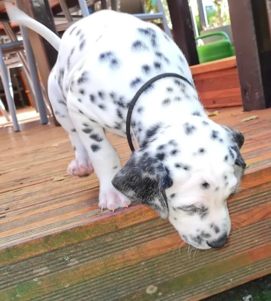 stupendi cuccioli di dalmata | Foto 3