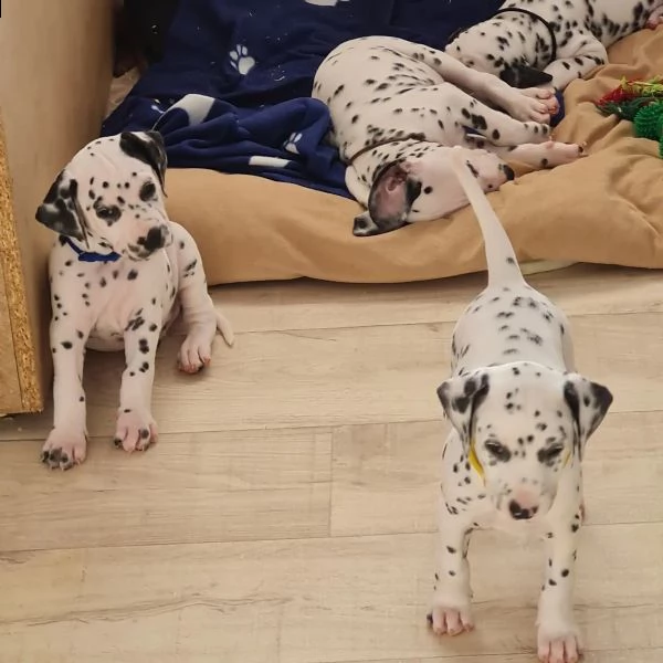 stupendi cuccioli di dalmata | Foto 2