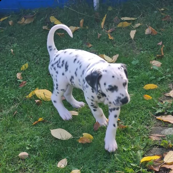stupendi cuccioli di dalmata | Foto 1