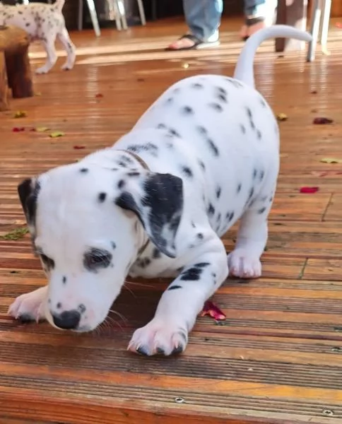stupendi cuccioli di dalmata