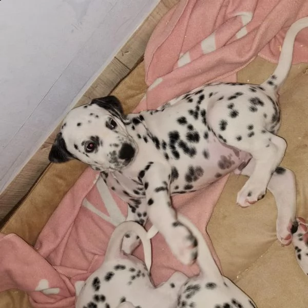 stupendi cuccioli di dalmata | Foto 0