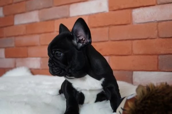 bellissimi cuccioli di bulldog francese