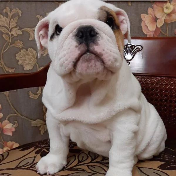 regalo di razza pura regalo bulldog inglese regalo cucciolo