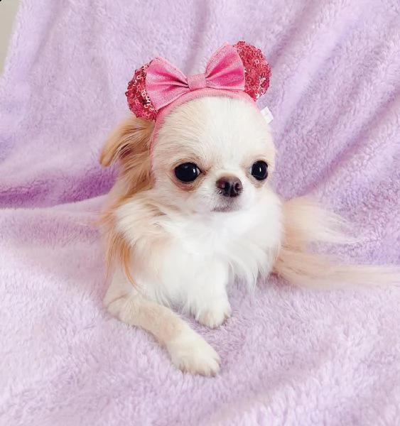 regalo chihuahua.........