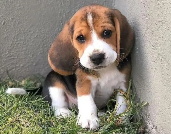 giocattolo beagle disponibile per la vendita | Foto 0