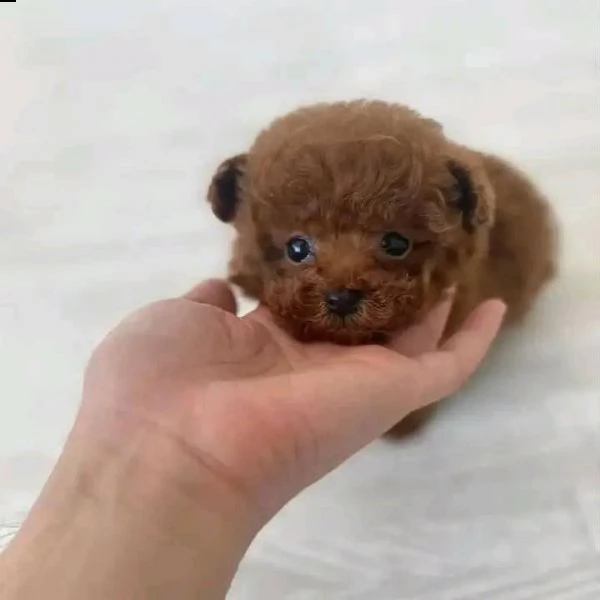 2regalo barboncino | Foto 0