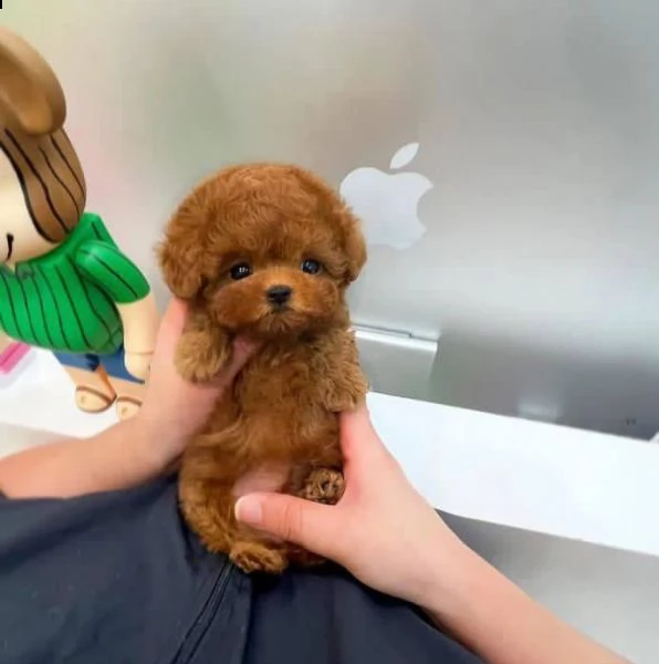 2regalo barboncino{ | Foto 0