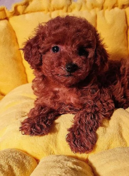 2regalo barboncino> | Foto 0