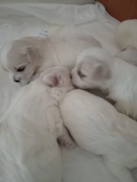 Cuccioli di maltese 