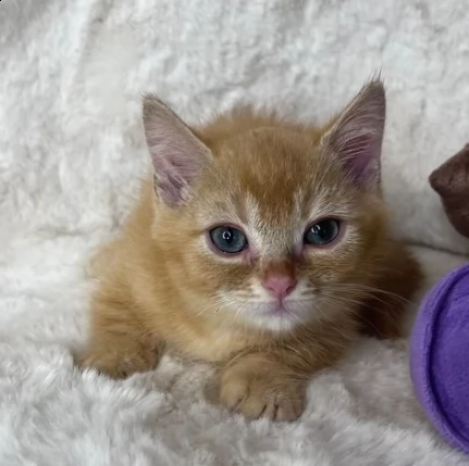 gattini di razza munchkin