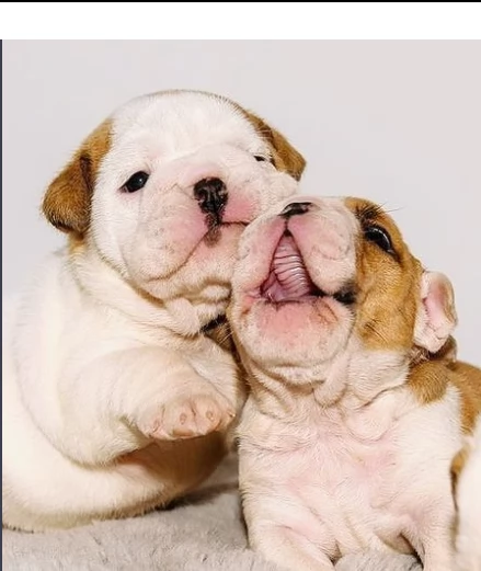 bellissimi cuccioli di bulldog inglese