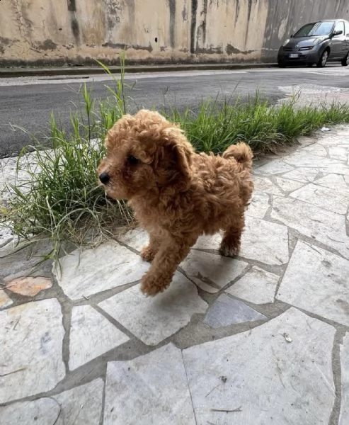 bellissimo regalo barboncino barboncino disponibile  | Foto 0