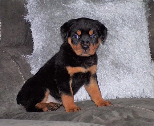  regalo cucciolo di rottweiler con un cappotto duro 