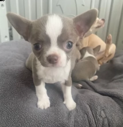 cuccioli chihuahua