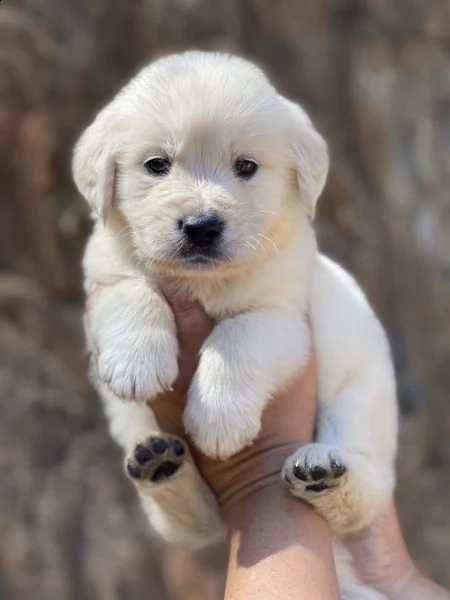 regalo cuccioli di golden retriver .
