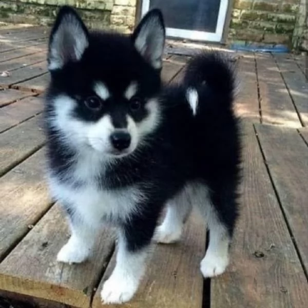 regalo husky 