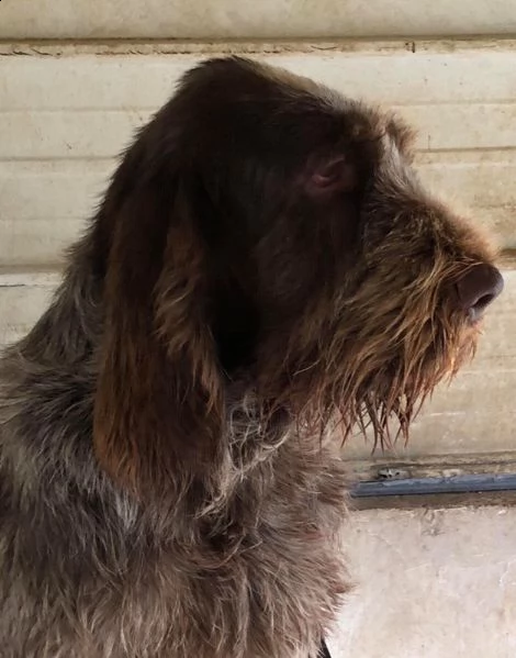 spinone italiano adulto