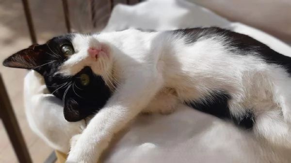 Gattino a pelo corto (4 mesi) - Viaggia ovunque