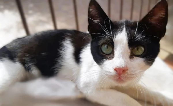 Gattino a pelo corto (4 mesi) - Viaggia ovunque | Foto 2