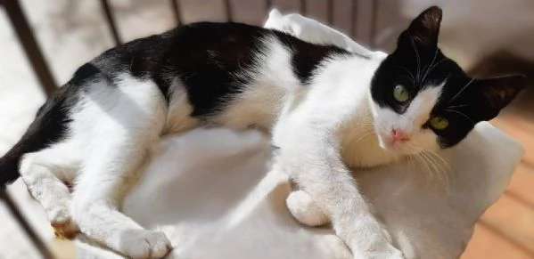 Gattino a pelo corto (4 mesi) - Viaggia ovunque | Foto 1