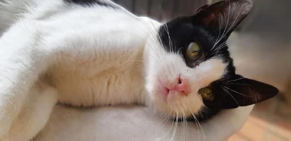 Gattino a pelo corto (4 mesi) - Viaggia ovunque | Foto 0