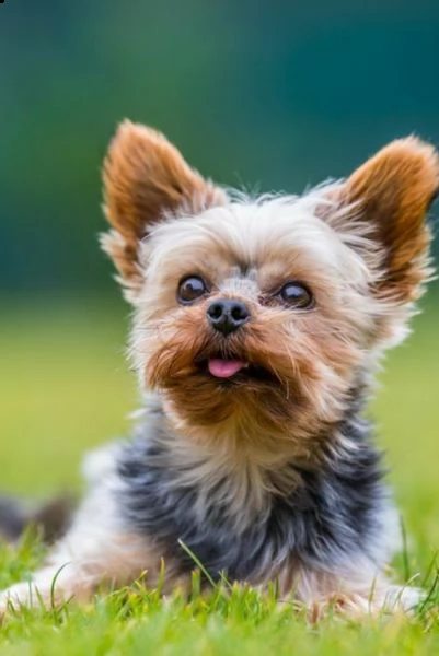 regalo cuccioli di yorkie bellissimi cuccioli vengono consegnati con vaccinazioni, sverminati, micro