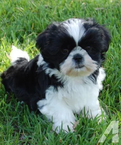 regalo bellissimi cuccioli allevati shih-tzu, colore bianco e nero. due e una feminuccia maschietti. | Foto 0