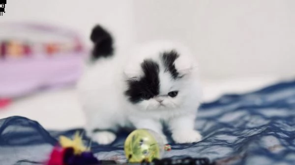 vendo gattini di pura razza persiana.