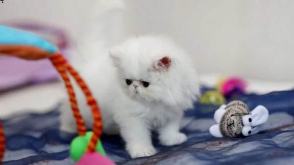 vendo gattini di pura razza persiana. | Foto 1
