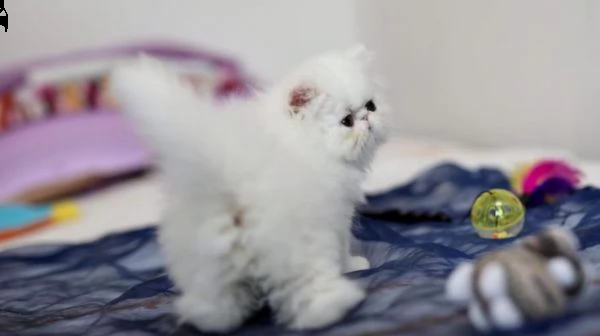 vendo gattini di pura razza persiana. | Foto 0