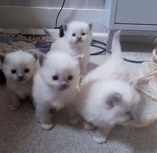 bellissimi gattini ragdoll con pedigree, 4 femmine e 2 maschi | Foto 2