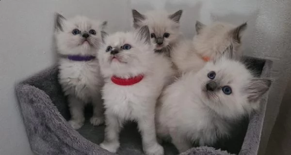 bellissimi gattini ragdoll con pedigree, 4 femmine e 2 maschi | Foto 1
