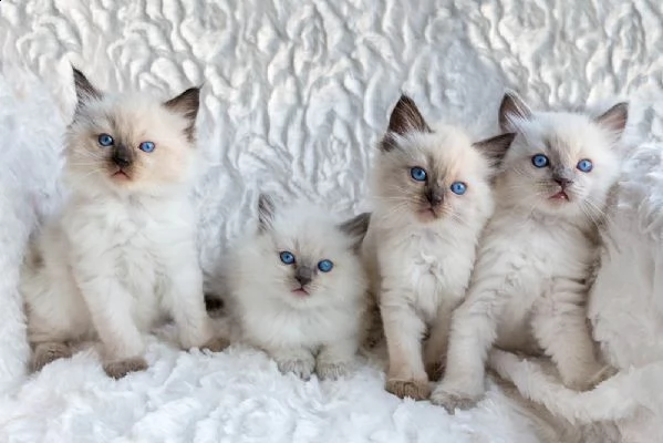 bellissimi gattini ragdoll con pedigree, 4 femmine e 2 maschi | Foto 0