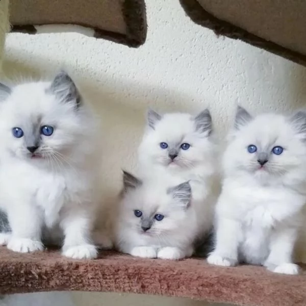bellissimi gattini ragdoll con pedigree, 4 femmine e 2 maschi