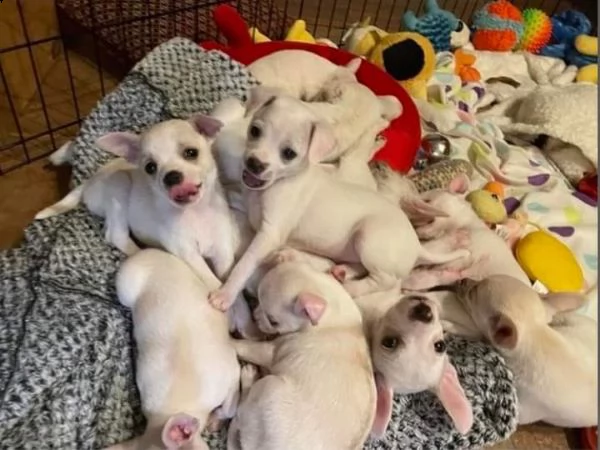 bellissimi cuccioli di chihuhua per una buona casa