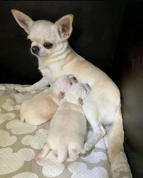 bellissimi cuccioli di chihuhua per una buona casa | Foto 1