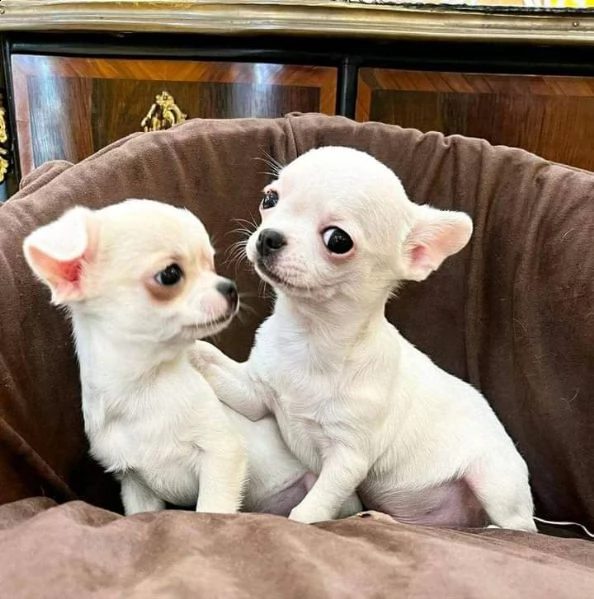 bellissimi cuccioli di chihuhua per una buona casa | Foto 0