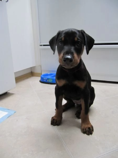 cuccioli di dobermann | Foto 0