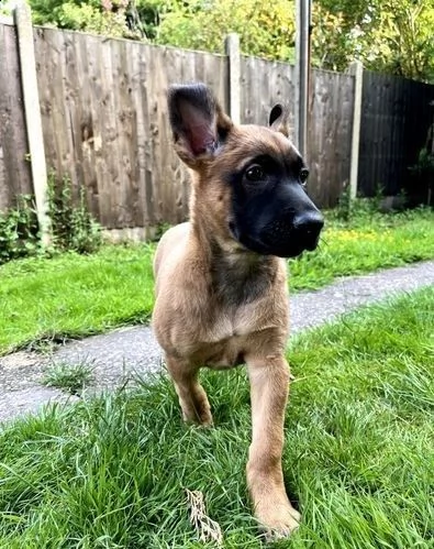 cuccioli pastore belga malinois
