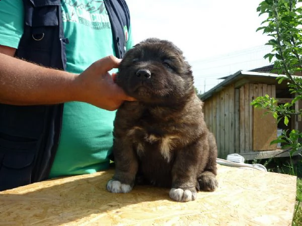 cuccioli pastore del caucaso