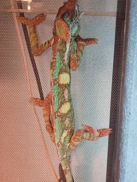 camaleonte(camaleo caliptratus) di 2 mesi..sia maschi luisads79[at]gmail[[.com]] che femmine nati in casa. | Foto 1