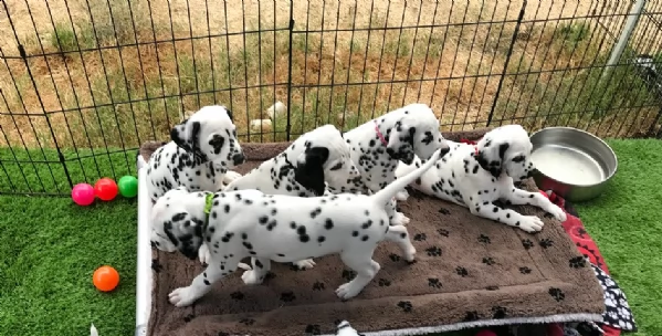 disponibili cuccioli dalmata(3)