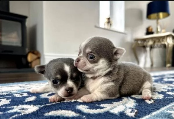 regalo cuccioli di chihuahua mini toy