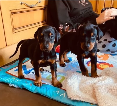 disponibili fantastici cuccioli dobermann