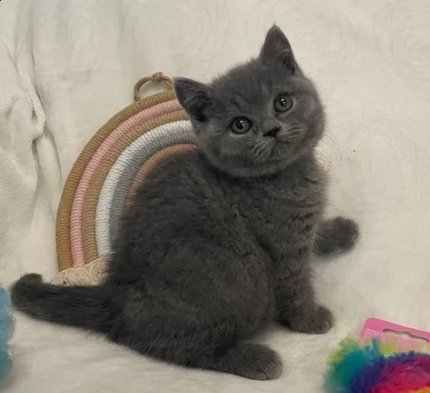 bellissimi cuccioli di british blue