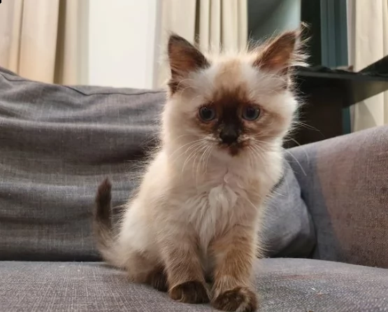 gattini di ragdoll maschio e femmina