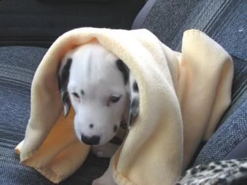 cucciolo di dalmata | Foto 2