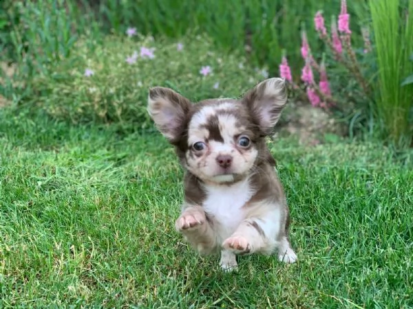 cucciolo cuccioli di chiwawa generoso | Foto 0