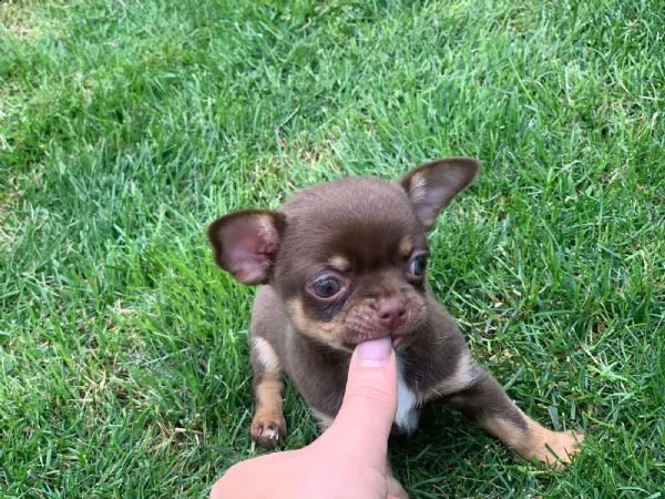 cucciolo cuccioli di chiwawa generoso