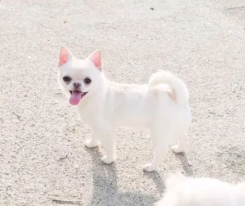 vendo cucciolo di chihuahua